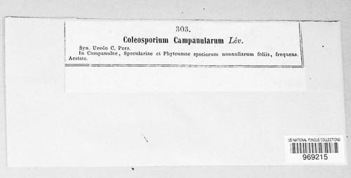 Coleosporium campanulacearum image